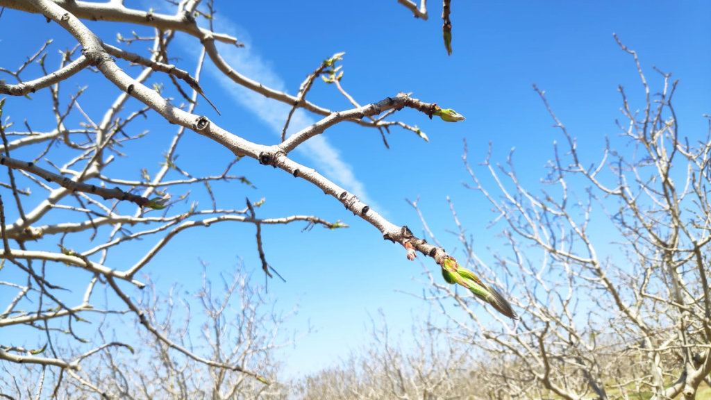 Winter Chilling of Pistachio